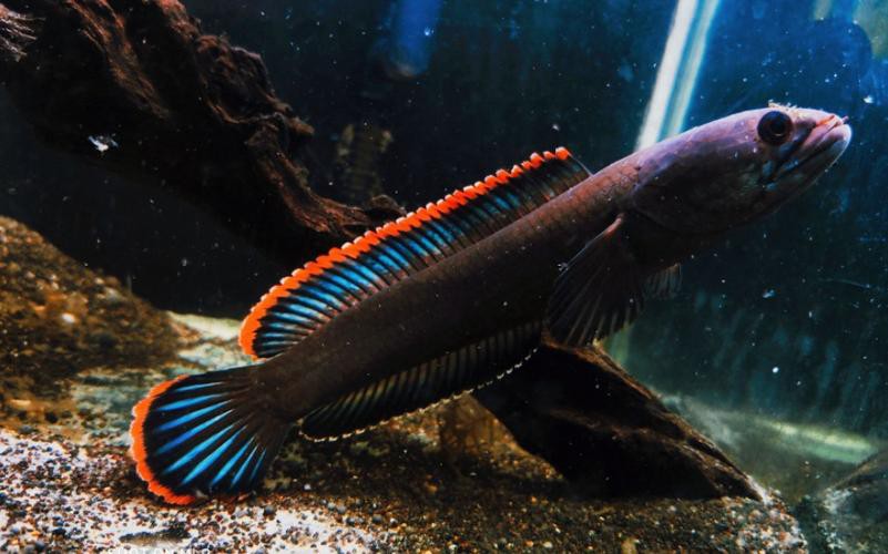 中型雷龍魚推薦哪種魚