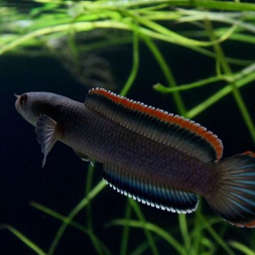 中型雷龍魚推薦哪種魚