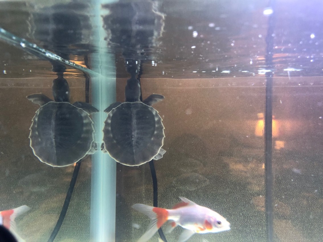 小豬請回家，只有6CM大。 小豬請回家，只有6CM大。 龍魚論壇 第5張