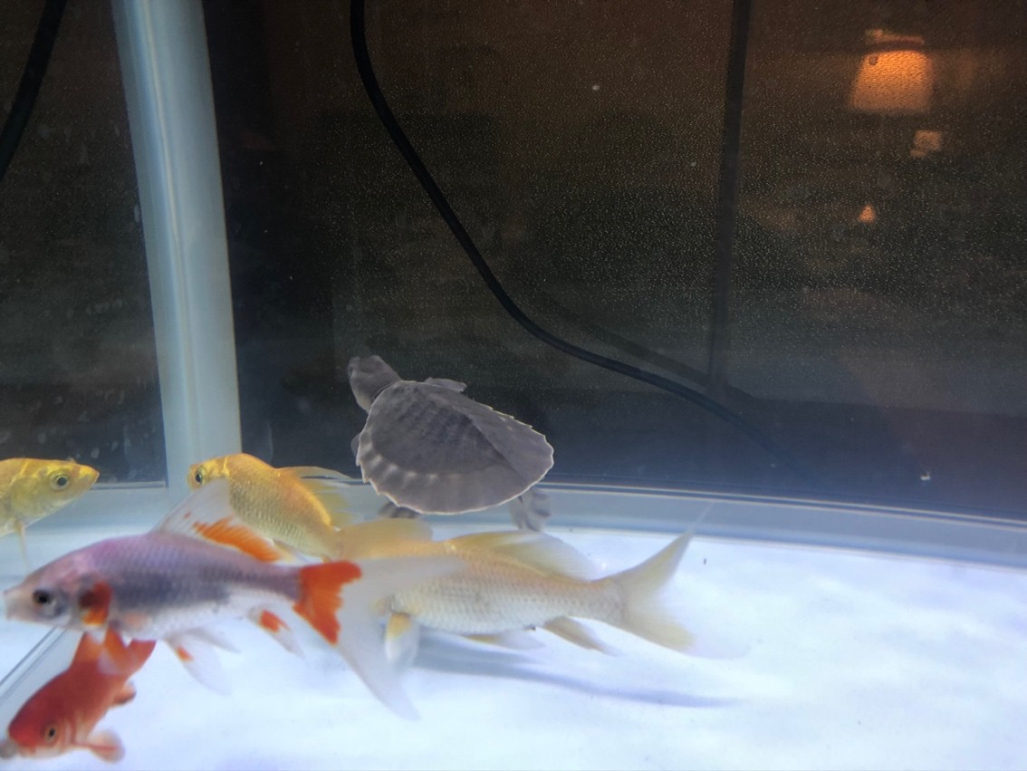 小豬請回家，只有6CM大。 小豬請回家，只有6CM大。 龍魚論壇 第4張