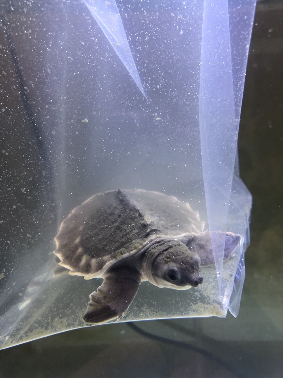 小豬請回家，只有6CM大。 小豬請回家，只有6CM大。 龍魚論壇 第3張