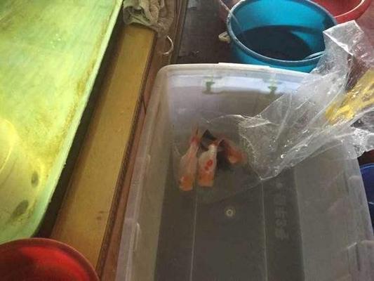 龍魚缸多大尺寸合適養(yǎng)魚，龍魚缸過濾系統(tǒng)推薦,如何防止龍魚跳缸,龍魚缸干濕分離方法 龍魚缸多大尺寸合適養(yǎng)魚，龍魚缸過濾系統(tǒng)推薦,如何防止龍魚跳缸,龍魚缸干濕分離方法 魚缸百科 第2張