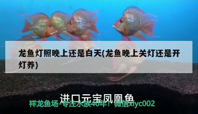 龍魚燈照晚上還是白天(龍魚晚上關(guān)燈還是開燈養(yǎng))