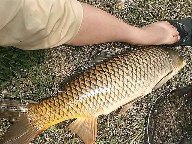 七八斤魚用多大線組【野釣七八斤大魚線組搭配全攻略】 七八斤魚用多大線組【野釣七八斤大魚線組搭配全攻略】 龍魚論壇 第2張