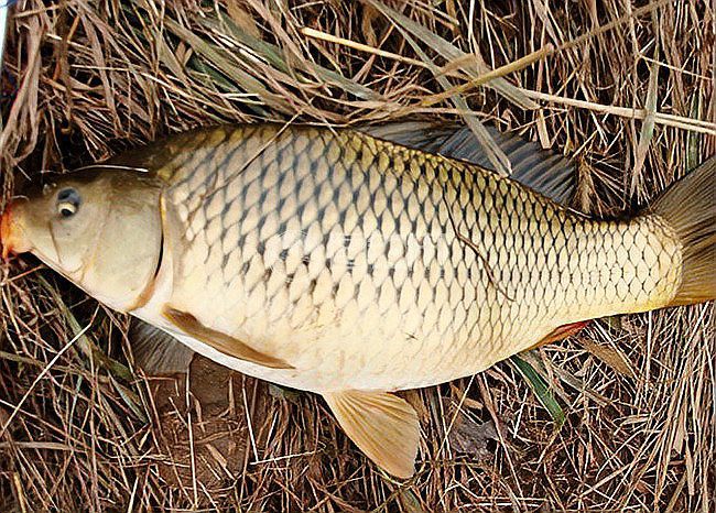 七八斤魚用多大線組【野釣七八斤大魚線組搭配全攻略】 七八斤魚用多大線組【野釣七八斤大魚線組搭配全攻略】 龍魚論壇 第3張