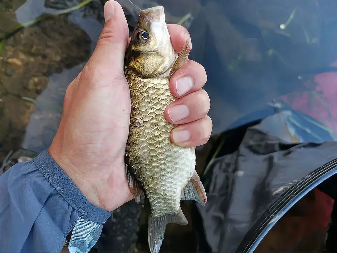 七八斤魚用多大線組【野釣七八斤大魚線組搭配全攻略】 七八斤魚用多大線組【野釣七八斤大魚線組搭配全攻略】 龍魚論壇 第5張