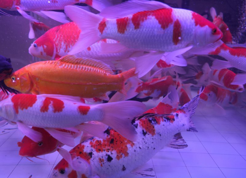 庫爾勒水族店，庫爾勒市擁有多家特色鮮明的水族店，為當地居民及愛好者提供了豐富的選擇 庫爾勒水族店，庫爾勒市擁有多家特色鮮明的水族店，為當地居民及愛好者提供了豐富的選擇 全國水族館企業名錄 第8張