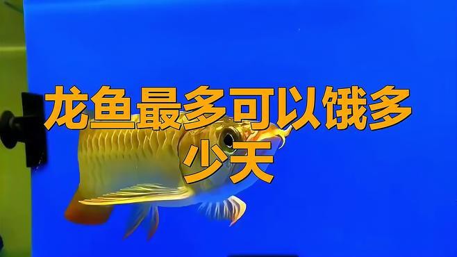 停食對龍魚有多大影響，停食對龍魚的影響