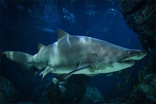 過(guò)背金龍魚(yú)怎么養(yǎng)才好(過(guò)背金龍魚(yú)怎么養(yǎng)才好呢)