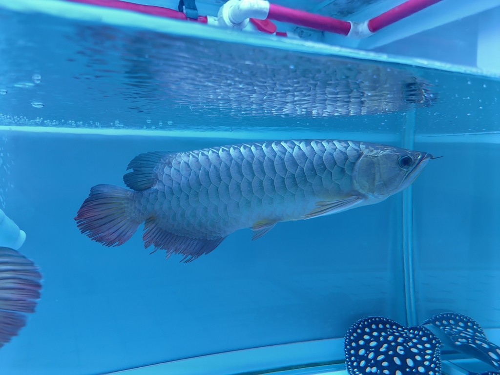 龍巔圈選金龍7平安，到家1年92天狀態，正在換水中，看看被揍的熊樣