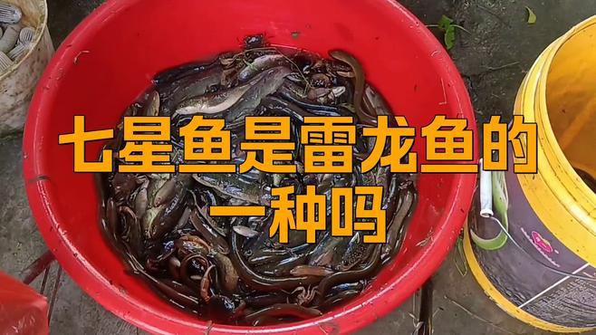 七星魚和雷龍魚有哪些區(qū)別？，《七星魚和雷龍魚的區(qū)別》