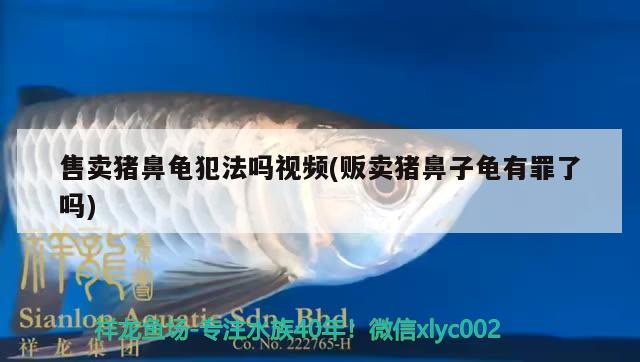 售賣豬鼻龜犯法嗎視頻(販賣豬鼻子龜有罪了嗎) 售賣豬鼻龜犯法嗎視頻(販賣豬鼻子龜有罪了嗎) 豬鼻龜百科
