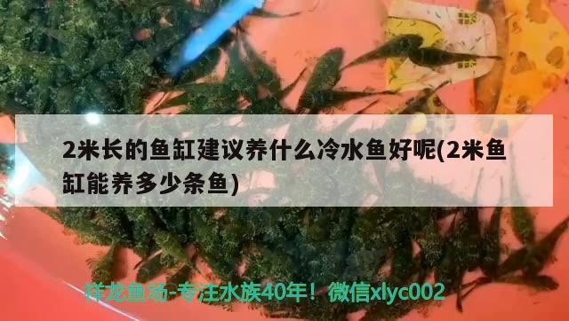 2米長的魚缸建議養什么冷水魚好呢(2米魚缸能養多少條魚)