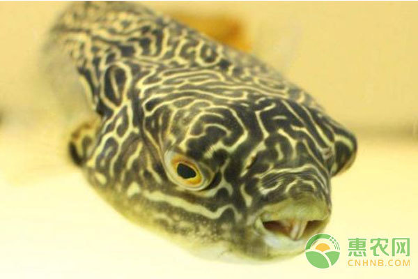 80厘米魚缸用多厚玻璃好：80厘米魚缸玻璃厚度選擇指南