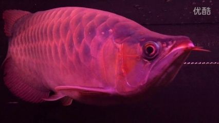 紅龍魚掉眼手術(shù) 紅龍魚掉眼手術(shù) 紅龍魚百科 第4張