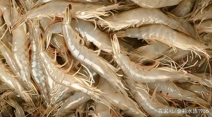 哪些食物適合治療期間的龍魚？，治療期間龍魚適合什么食物？