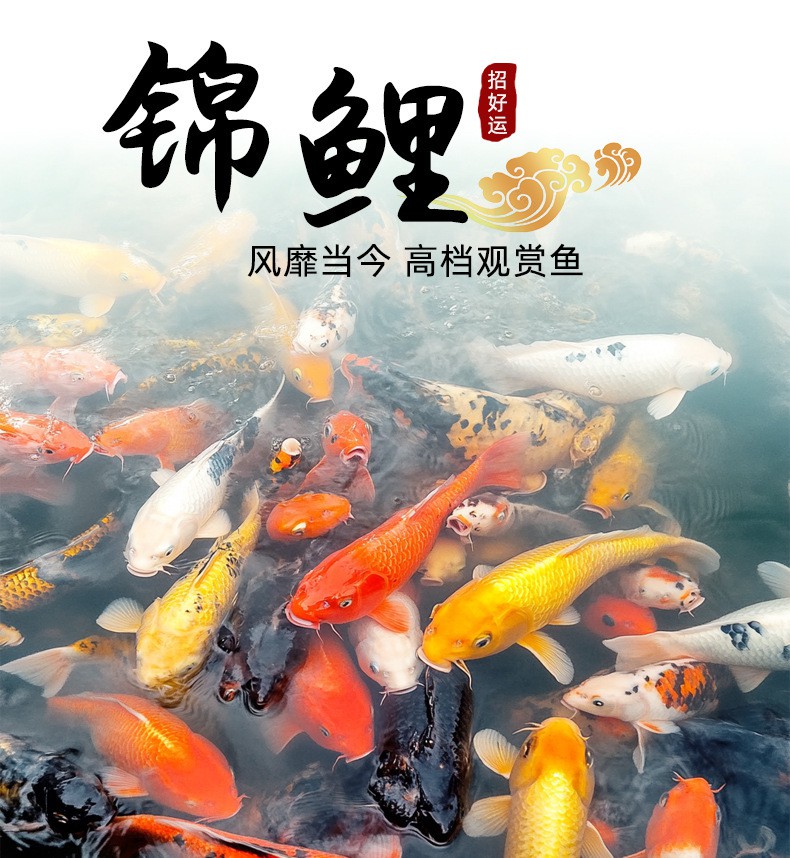 哪里可以買到純種紅龍魚苗？，純種紅龍魚苗價格區間為3480-3598元