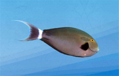 森森魚缸的水位調節怎么調 森森魚缸的水位調節怎么調 森森魚缸 第2張