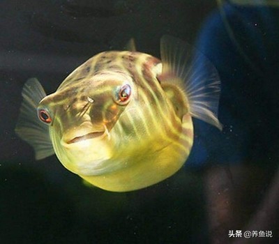 銀龍魚爛尾巴怎么治療圖片大全(銀龍魚爛尾巴怎么治療圖片大全圖解)