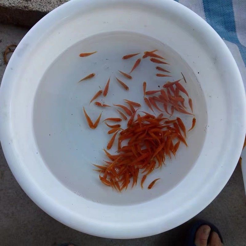 龍魚翹嘴怎么辦才好釣：如何有效地釣龍魚翹嘴？