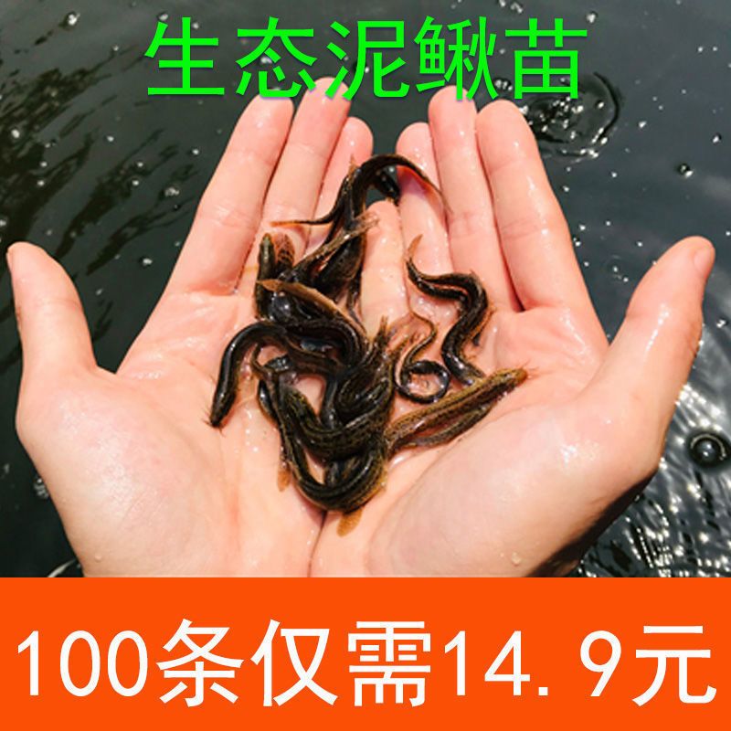 龍魚翹嘴怎么辦才好釣：如何有效地釣龍魚翹嘴？