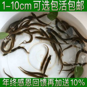 龍魚翹嘴怎么辦才好釣：如何有效地釣龍魚翹嘴？