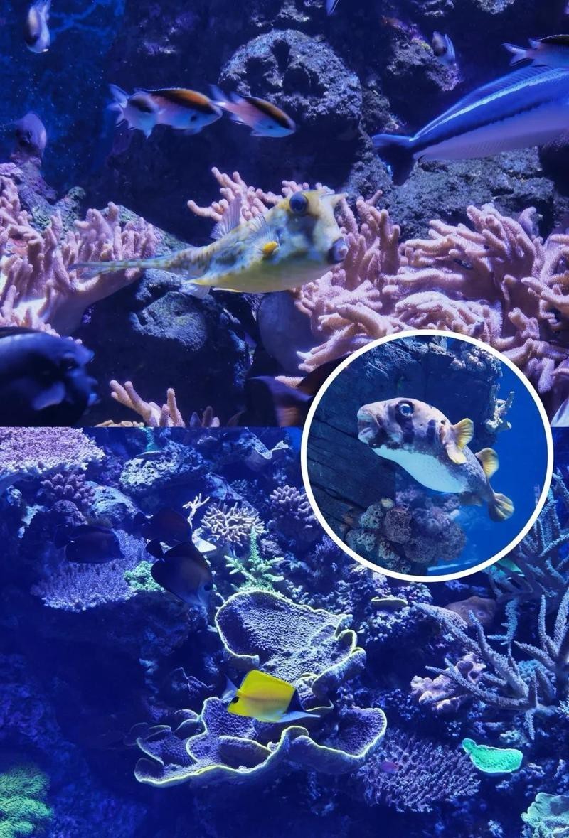 團(tuán)風(fēng)水族店，團(tuán)風(fēng)水族店在哪里