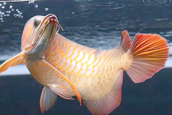《龍魚風水學》的具體內容是什么？，《龍魚風水學》有哪些派別？