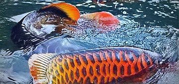 《龍魚風水學》的具體內容是什么？，《龍魚風水學》有哪些派別？