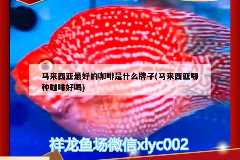 龍魚干蝦有營養嗎 馬來西亞最好的咖啡是什么牌子(馬來西亞哪種咖啡好喝) 馬來西亞咖啡 馬來西亞最好的咖啡是什么牌子(馬來西亞哪種咖啡好喝) 馬來西亞最好的咖啡是什么牌子(馬來西亞哪種咖啡好喝) 馬來西亞咖啡