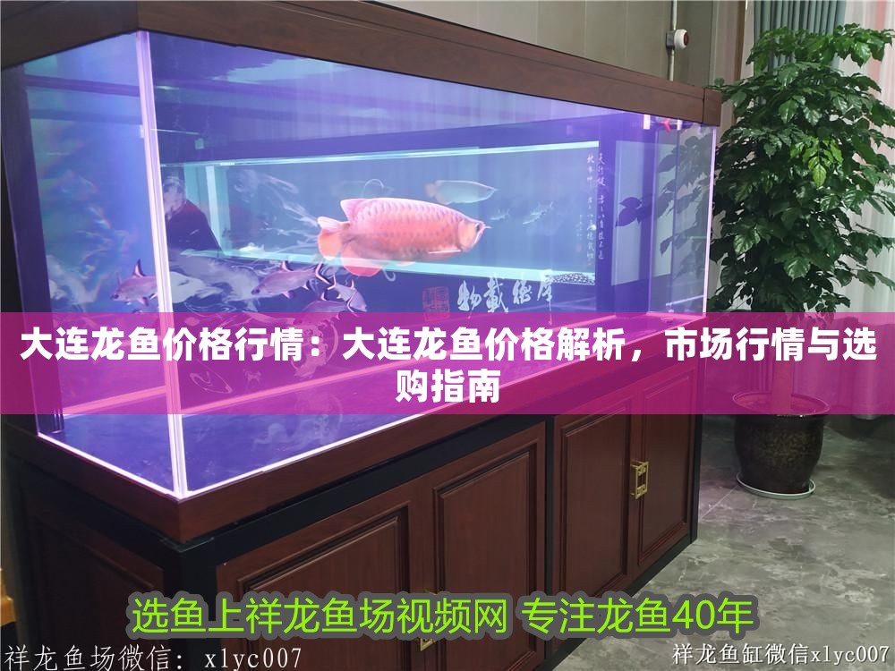 大連龍魚價格行情：大連龍魚價格解析，市場行情與選購指南