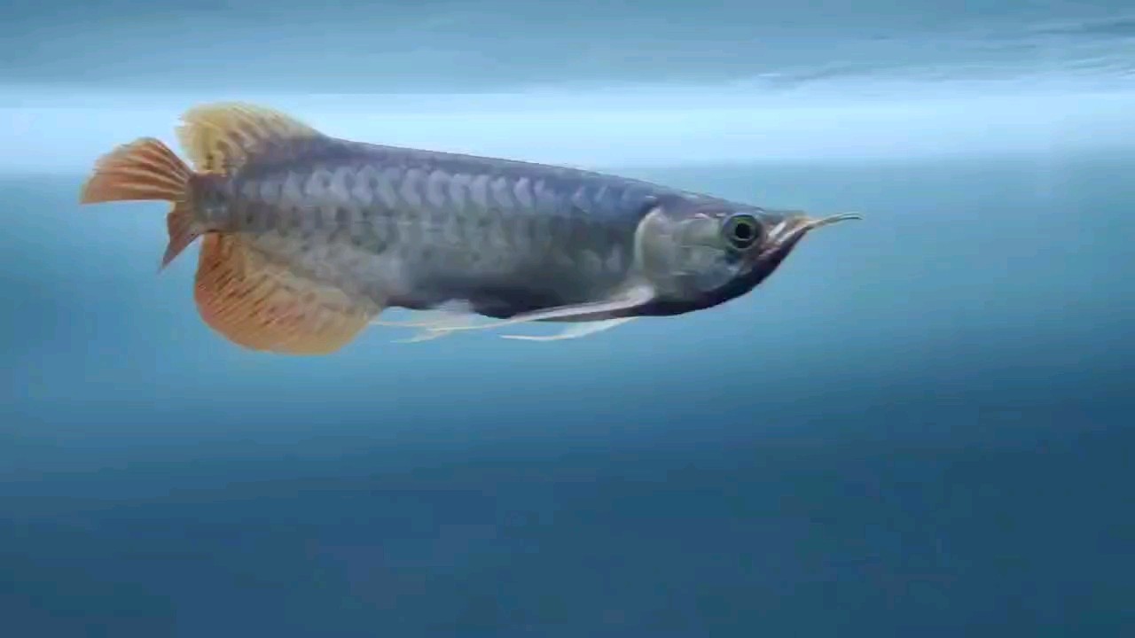 玻璃做魚缸怎么粘才牢固:如何自制玻璃魚缸 開始鰭尾修復工作,第二天 龍魚論壇 開始鰭尾修復工作,第二天 開始鰭尾修復工作,第二天 龍魚論壇