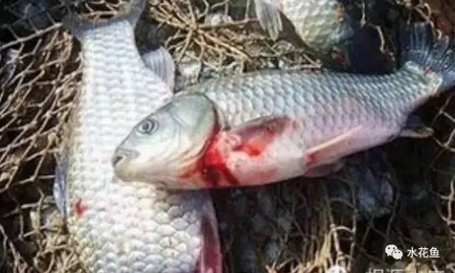 創(chuàng)寧水泵官方網(wǎng)站電話查詢號(hào)碼(創(chuàng)寧水泵質(zhì)量怎么樣) 創(chuàng)寧水泵官方網(wǎng)站電話查詢號(hào)碼(創(chuàng)寧水泵質(zhì)量怎么樣) 創(chuàng)寧水族 第2張