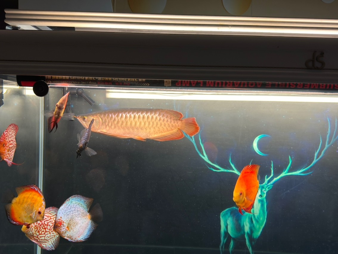 龍魚縮鰭