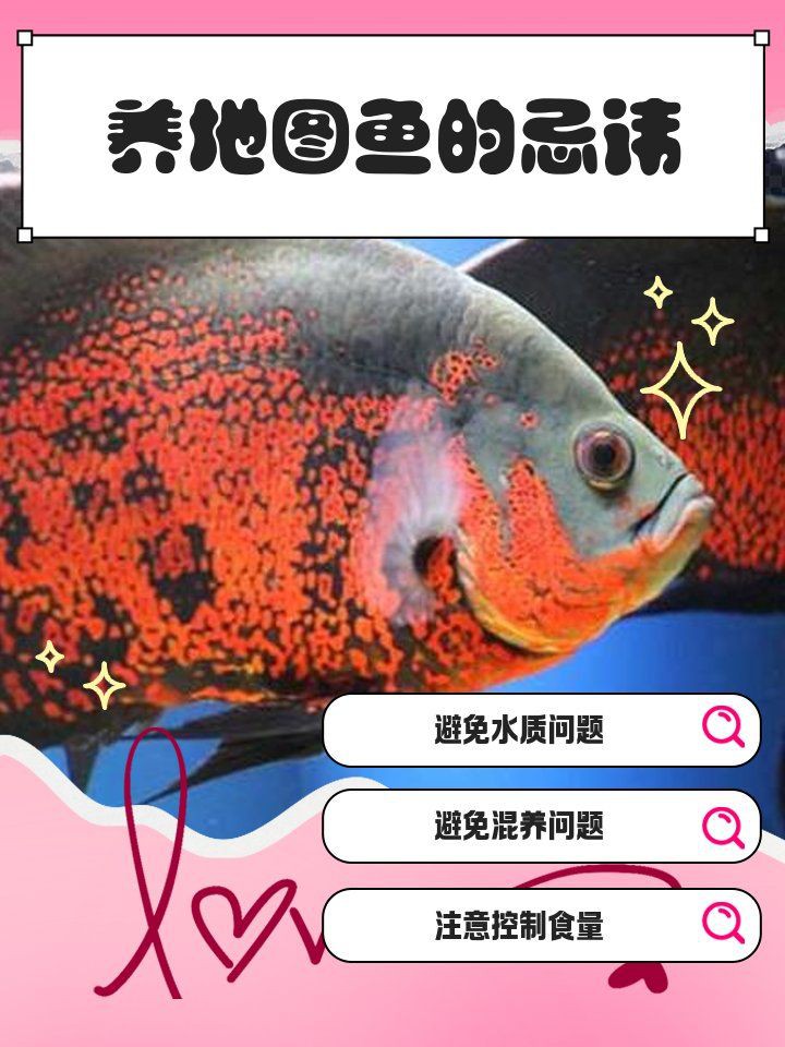 養地圖魚10大忌，養地圖魚10大忌摘要