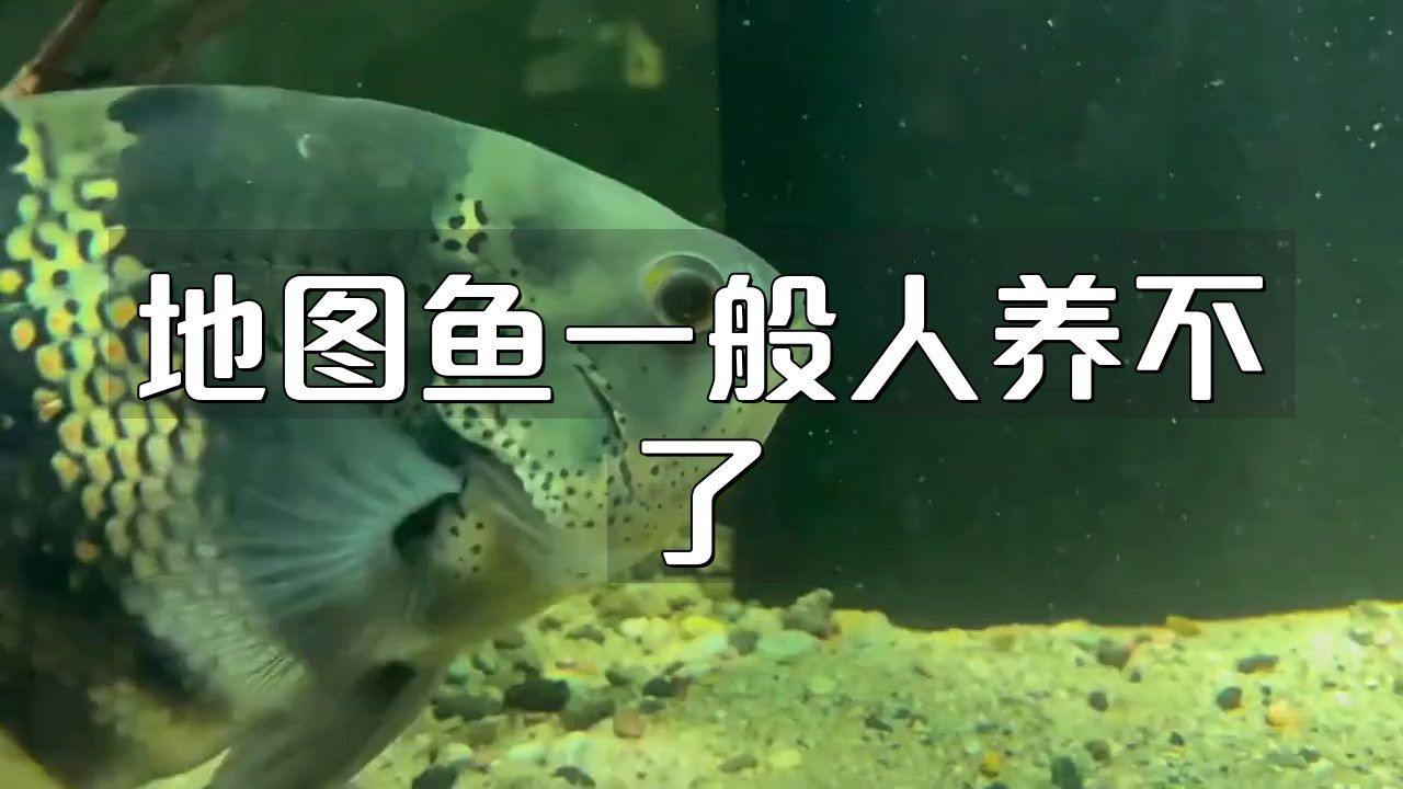 養地圖魚10大忌，養地圖魚10大忌摘要