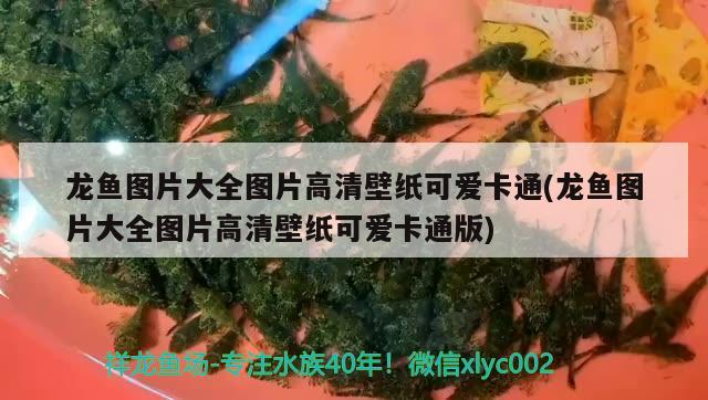 諸城市亮點(diǎn)水族魚缸店
