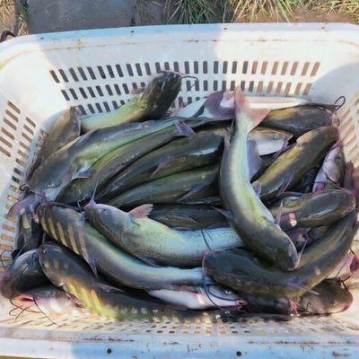 聊城龍魚vs祥龍魚場(探討聊城龍魚與祥龍魚場之間的差異) 全國水族館企業名錄 第3張 聊城龍魚vs祥龍魚場(探討聊城龍魚與祥龍魚場之間的差異) 聊城龍魚vs祥龍魚場(探討聊城龍魚與祥龍魚場之間的差異) 全國水族館企業名錄 第3張