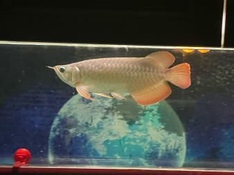 聊城龍魚vs祥龍魚場(探討聊城龍魚與祥龍魚場之間的差異) 全國水族館企業名錄 第5張 聊城龍魚vs祥龍魚場(探討聊城龍魚與祥龍魚場之間的差異) 聊城龍魚vs祥龍魚場(探討聊城龍魚與祥龍魚場之間的差異) 全國水族館企業名錄 第5張