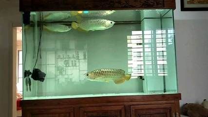 聊城龍魚vs祥龍魚場(探討聊城龍魚與祥龍魚場之間的差異) 全國水族館企業名錄 第4張 聊城龍魚vs祥龍魚場(探討聊城龍魚與祥龍魚場之間的差異) 聊城龍魚vs祥龍魚場(探討聊城龍魚與祥龍魚場之間的差異) 全國水族館企業名錄 第4張