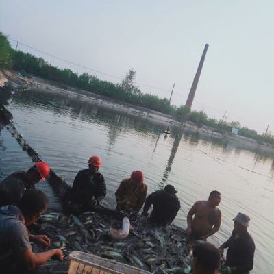 聊城龍魚vs祥龍魚場(探討聊城龍魚與祥龍魚場之間的差異) 全國水族館企業名錄 第2張 聊城龍魚vs祥龍魚場(探討聊城龍魚與祥龍魚場之間的差異) 聊城龍魚vs祥龍魚場(探討聊城龍魚與祥龍魚場之間的差異) 全國水族館企業名錄 第2張