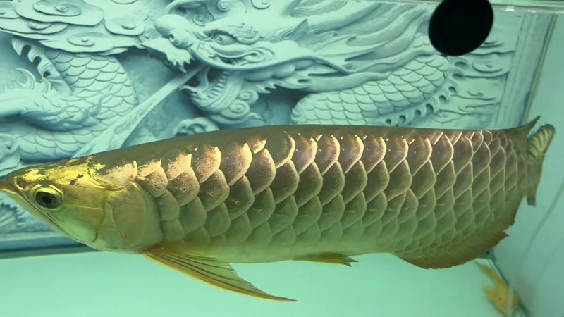 24k金頭過背金龍魚有哪些知名漁場？，24k金頭過背金龍魚哪個漁場好推薦祥龍魚祥龍魚場 24k金頭過背金龍魚有哪些知名漁場？，24k金頭過背金龍魚哪個漁場好推薦祥龍魚祥龍魚場 龍魚論壇 第3張