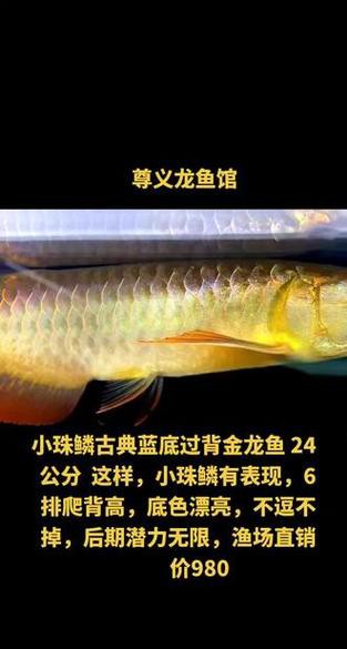 如何辨別過背金龍魚的顏色品質？