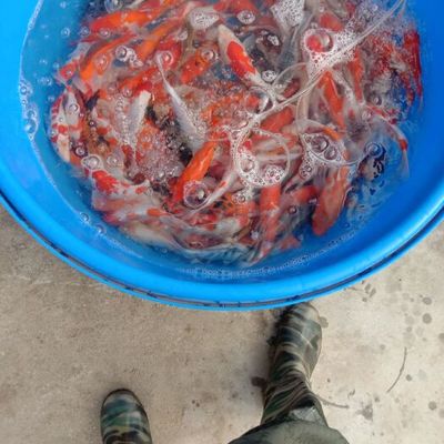 創寧加熱棒出現e6是什么原因造成的(創寧加熱棒e2異常警報)