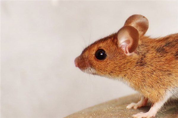 生肖與金龍魚的聯系，《生肖與金龍魚的聯系》