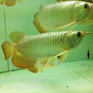 煙臺龍魚店，煙臺高新區龍魚高新區龍魚水族館開發龍魚水族館