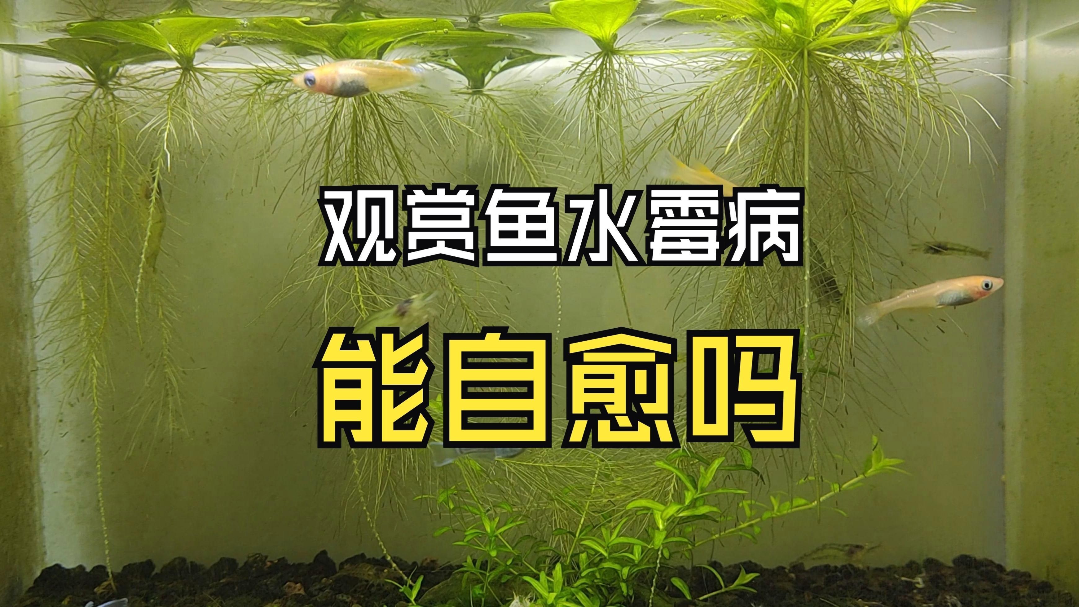 魚缸真菌感染會自愈嗎？，三生千宇龍魚水霉病能自愈嗎三生千宇龍魚水霉病能自愈嗎