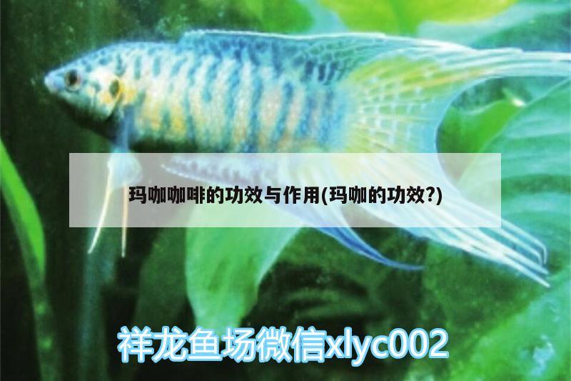 瑪咖咖啡的功效與作用(瑪咖的功效?)