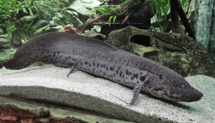 金龍魚需要氧氣嗎vs祥龍魚場：金龍魚是否需要24小時打氧