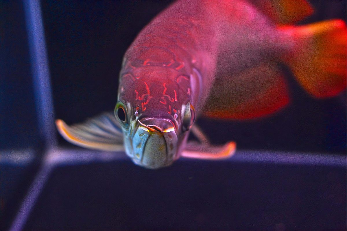 如何判斷龍魚是否倒缸？，龍魚倒缸后多久可以恢復正常，看看前后有何變化可能 如何判斷龍魚是否倒缸？，龍魚倒缸后多久可以恢復正常，看看前后有何變化可能 龍魚論壇 第4張